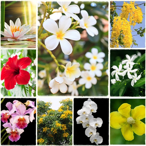 10 ดอกไม้ประจำชาติอาเซียน มีอะไรบ้าง...มาดูกัน